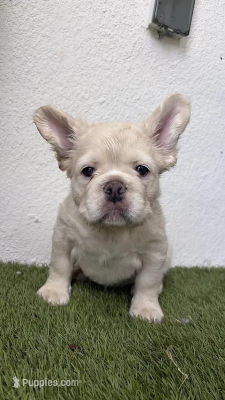 Prince Charming  – French Bulldog puppy for sale in Melbourne, FL