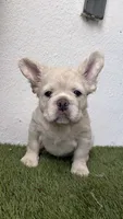 Prince Charming , a male French Bulldog for sale in Melbourne, FL – 1 of 2