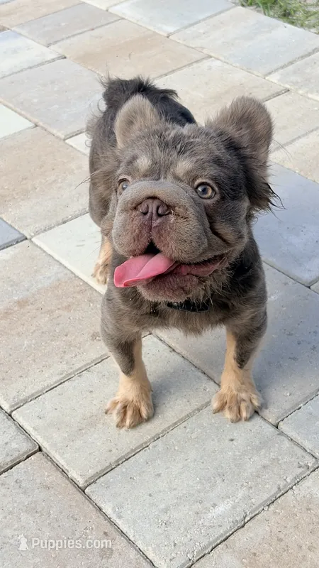 Rhino – French Bulldog puppy for sale in Melbourne, FL