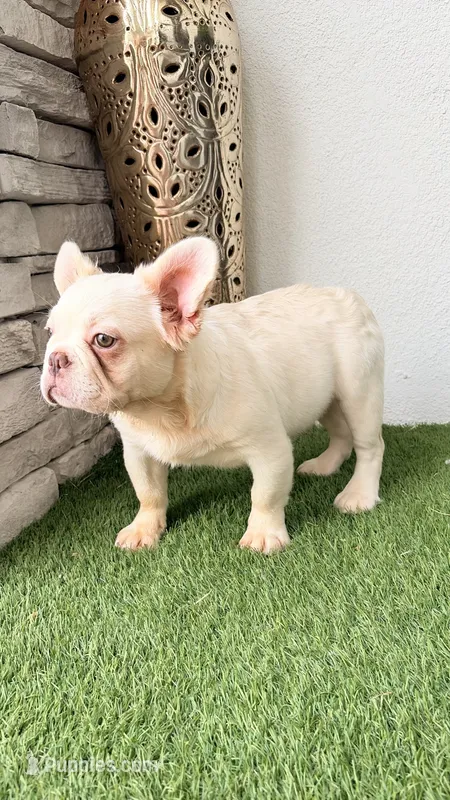 Armani – French Bulldog puppy for sale in Melbourne, FL