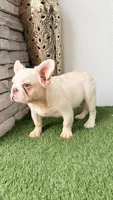 Armani, a male French Bulldog for sale in Melbourne, FL – 1 of 2