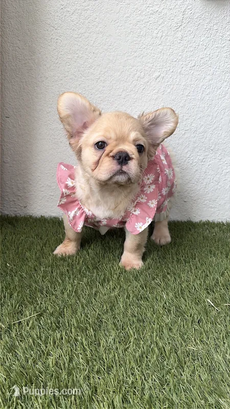 Prada – French Bulldog puppy for sale in Melbourne, FL