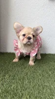 Prada, a female French Bulldog for sale in Melbourne, FL – 1 of 4