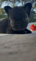 Truffle, a male French Bulldog for sale in Melbourne, FL – 2 of 2