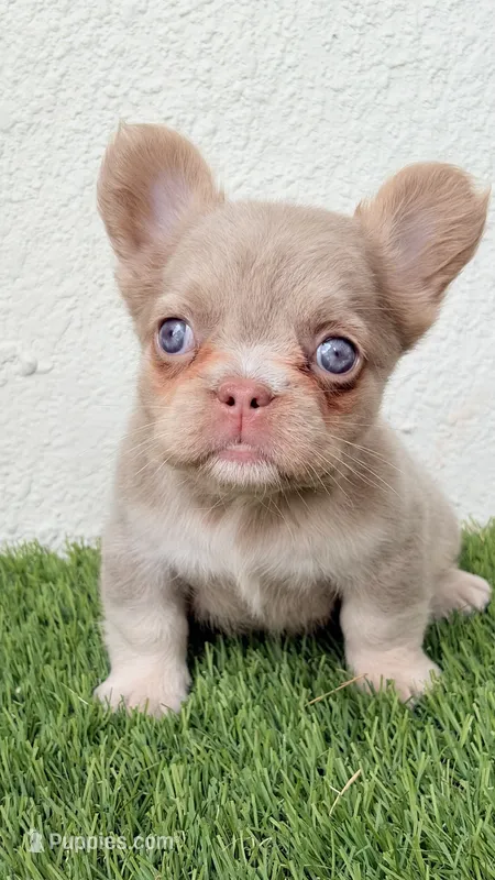 Roux   – French Bulldog puppy for sale in Melbourne, FL