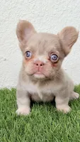 Roux  , a female French Bulldog for sale in Melbourne, FL – 1 of 1