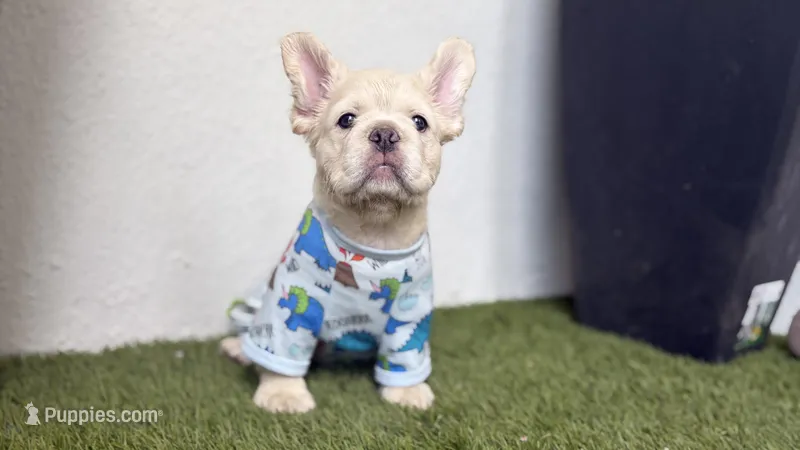 Prince Charming  – French Bulldog puppy for sale in Melbourne, FL