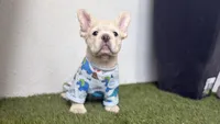 Prince Charming , a male French Bulldog for sale in Melbourne, FL – 1 of 2