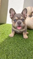 Crunch, a male French Bulldog for sale in Melbourne, FL – 2 of 2