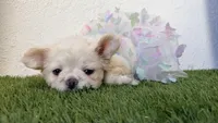 Dior, a female French Bulldog for sale in Melbourne, FL – 2 of 3