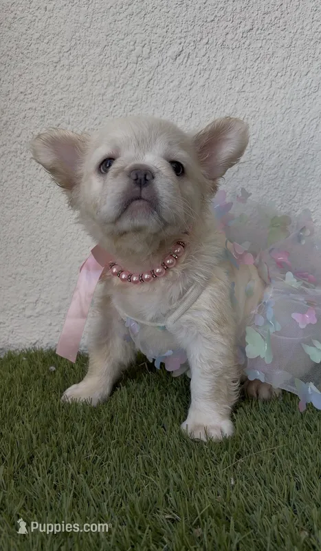 Dior – French Bulldog puppy for sale in Melbourne, FL