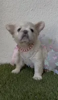 Dior, a female French Bulldog for sale in Melbourne, FL – 1 of 3