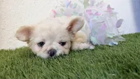Dior, a female French Bulldog for sale in Melbourne, FL – 3 of 3