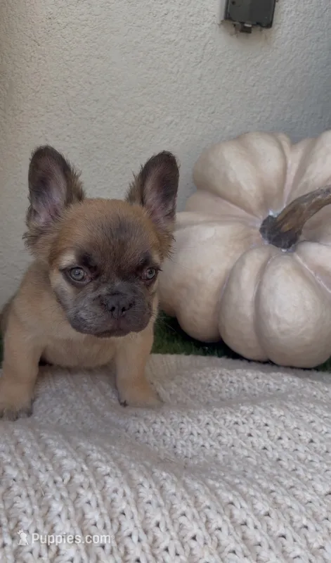 Twix  – French Bulldog puppy for sale in Melbourne, FL