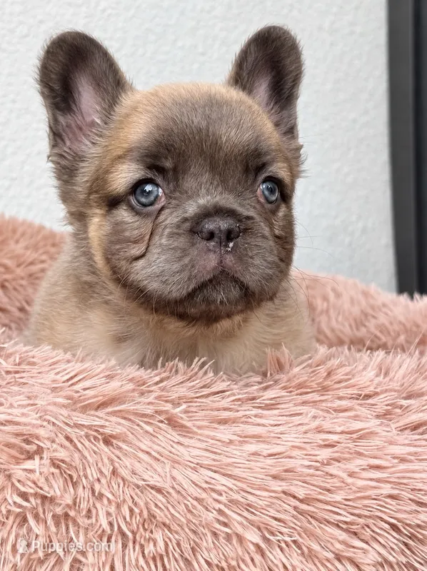Twix  – French Bulldog puppy for sale in Melbourne, FL