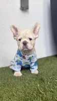Prince Charming , a male French Bulldog for sale in Melbourne, FL – 2 of 2