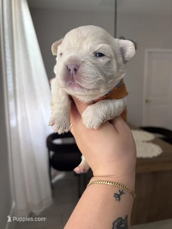 Prince Charming – French Bulldog puppy for sale in Melbourne, FL