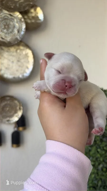 Prince Charming – French Bulldog puppy for sale in Melbourne, FL