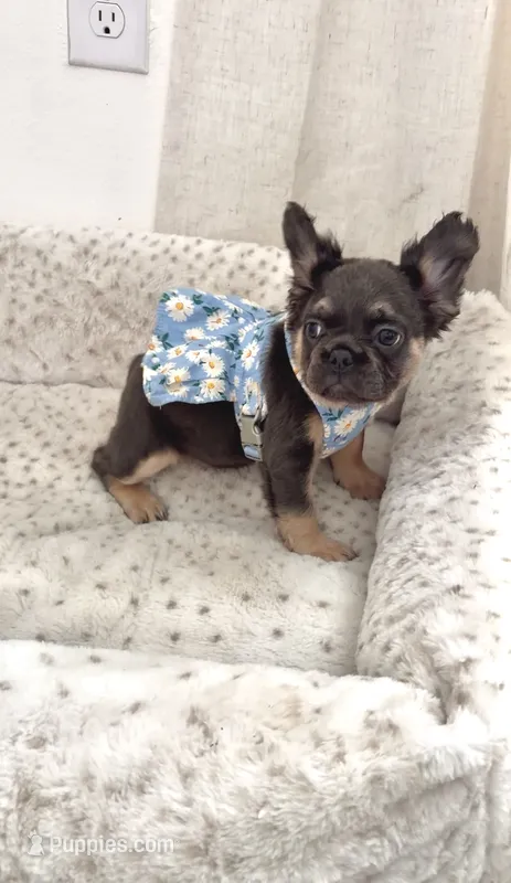 Bleu – French Bulldog puppy for sale in Melbourne, FL