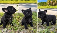 Nesta, a female French Bulldog for sale in Melbourne, FL – 1 of 1