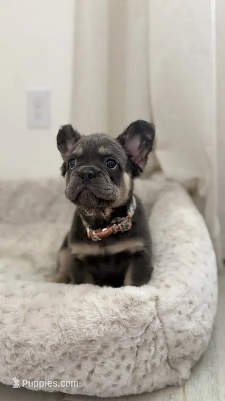 Aurora – French Bulldog puppy for sale in Melbourne, FL