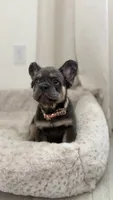 Aurora, a female French Bulldog for sale in Melbourne, FL – 1 of 2