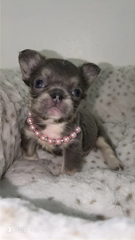 Jelly cat  – French Bulldog puppy for sale in Melbourne, FL