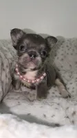 Jelly cat , a female French Bulldog for sale in Melbourne, FL – 1 of 1