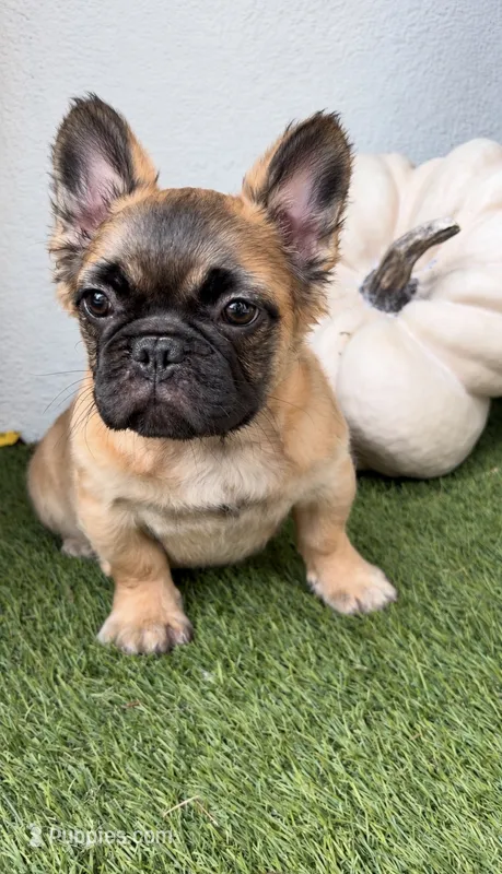 Wolfgang, a male French Bulldog for sale in Melbourne, FL – 1 of 2