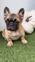 Wolfgang, a male French Bulldog for sale in Melbourne, FL – 1 of 2