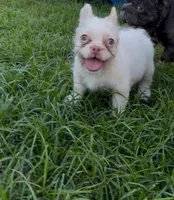 Tinkerbell, a female French Bulldog for sale in Melbourne, FL – 2 of 2