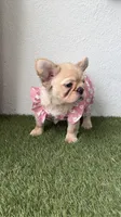 Prada, a female French Bulldog for sale in Melbourne, FL – 3 of 4