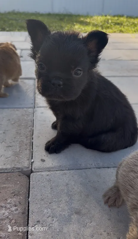 Truffle – French Bulldog puppy for sale in Melbourne, FL