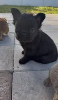 Truffle, a male French Bulldog for sale in Melbourne, FL – 1 of 2