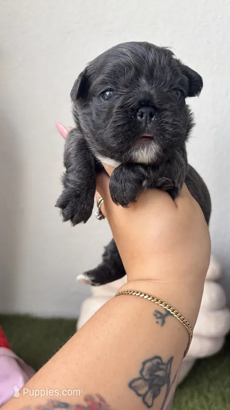 Tory Burch – French Bulldog puppy for sale in Melbourne, FL