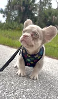 Chloe, a female French Bulldog for sale in Melbourne, FL – 3 of 3