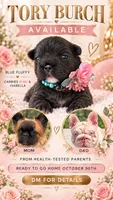 Tory Burch, a female French Bulldog for sale in Melbourne, FL – 1 of 1