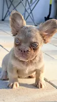 Stella , a female French Bulldog for sale in Melbourne, FL – 2 of 2