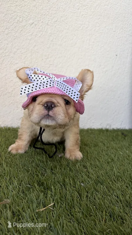 Prada – French Bulldog puppy for sale in Melbourne, FL