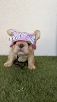 Prada, a female French Bulldog for sale in Melbourne, FL – 1 of 2