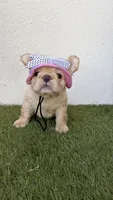 Prada, a female French Bulldog for sale in Melbourne, FL – 2 of 2