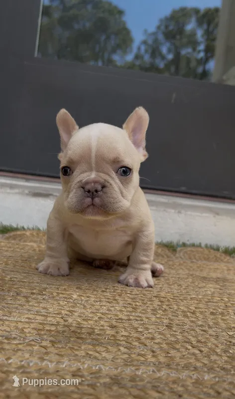 Gnocci – French Bulldog puppy for sale in Melbourne, FL