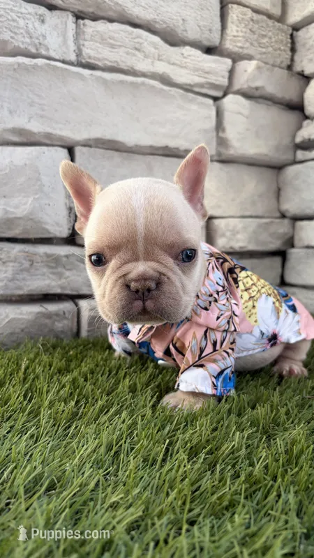 Gnocci – French Bulldog puppy for sale in Melbourne, FL