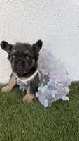 Bleu, a female French Bulldog for sale in Melbourne, FL – 2 of 2