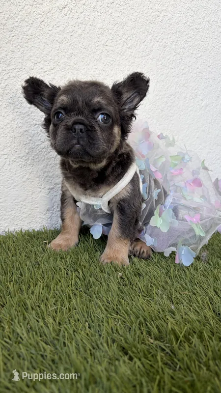 Bleu – French Bulldog puppy for sale in Melbourne, FL