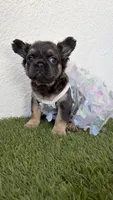 Bleu, a female French Bulldog for sale in Melbourne, FL – 1 of 2