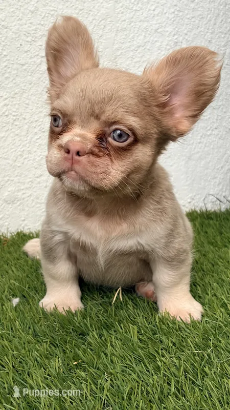 Stella  – French Bulldog puppy for sale in Melbourne, FL