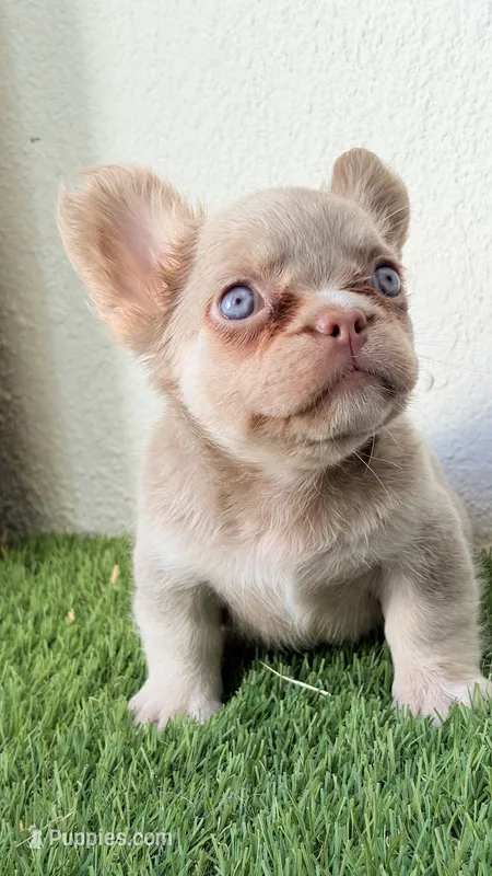 Roux   – French Bulldog puppy for sale in Melbourne, FL
