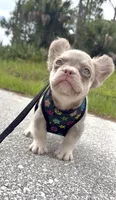 Chloe, a female French Bulldog for sale in Melbourne, FL – 2 of 3