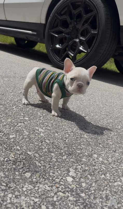 Dumpling – French Bulldog puppy for sale in Melbourne, FL